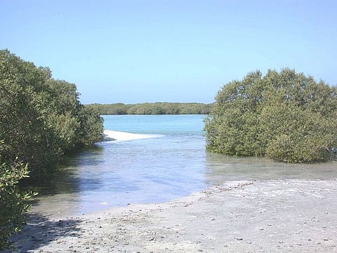 The marine reserves in Abu Dhabi form 14 per cent of the total marine biome, while the terrestrial reserves make up 17 per cent of the total land area. The established protected natural reserves form the Sheikh Zayed Protected Areas Network.
