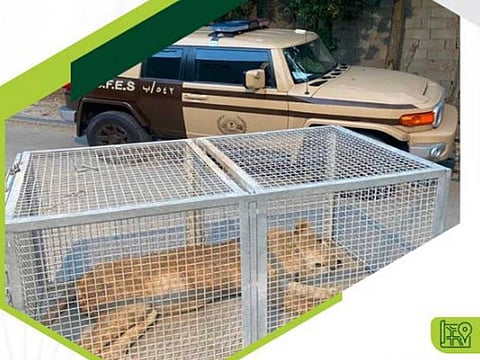 Saudi Arabia’s environmental police have restrained a lion found on the loose in the capital.