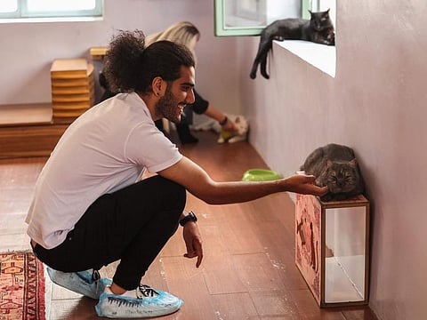 People visit the "meowseum", a privately funded cat museum and cafe where some 30 friendly felines roam freely throughout the exhibition space, in Tehran, on May 30, 2023.