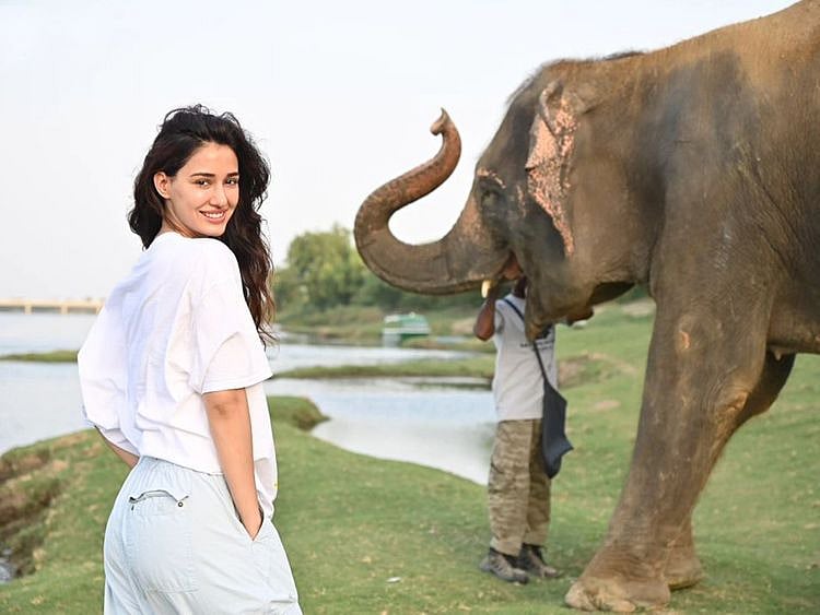 DISHA ELEPHANT