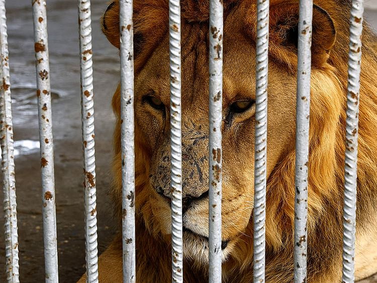 A lion is seen inside an enclosure at NAMA Zoo in Gaza June 1, 2023.