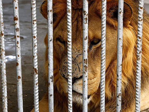 A lion which escaped from a theme park near the Turkish resort of Antalya was shot dead on Sunday after attacking a man, the local governor and media reports said. 