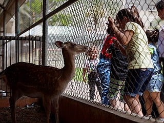 In photos: Gaza zoo fights for survival 
