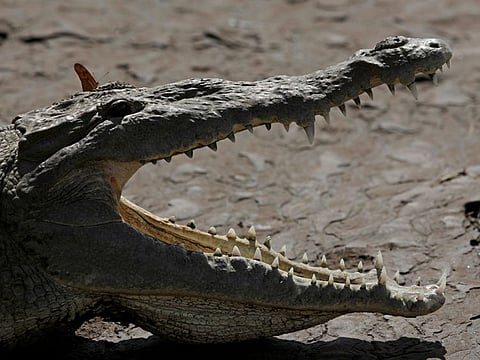 A crocodile on the banks of Tarcoles, a river with one of the highest crocodile population in the world, in province of Puntarenas, Costa Rica on July 16, 2019. 