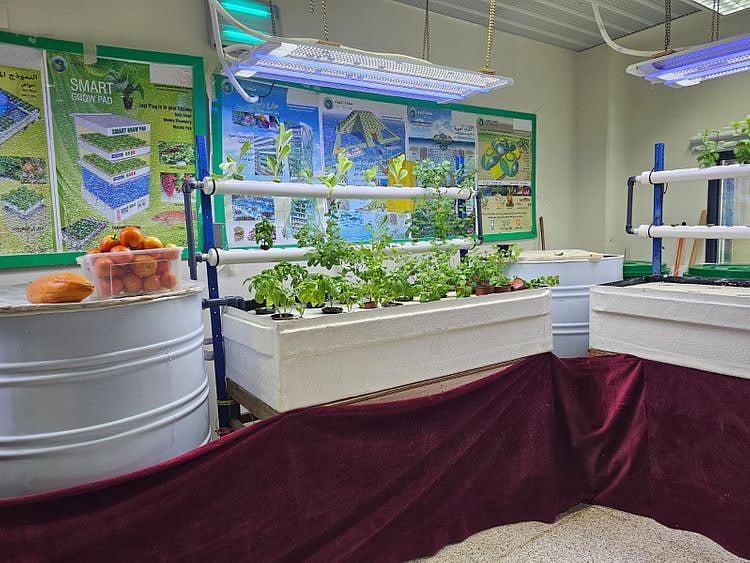 Dubai central jail greenhouses