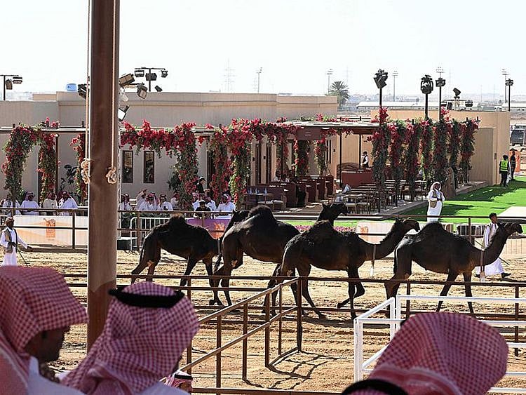 The festival, which got underway on Thursday, drew a large crowd who eagerly watched a set of opening activities including a procession of vintage cars and a parade of camels. The event is organised by the Saudi Camel Club.