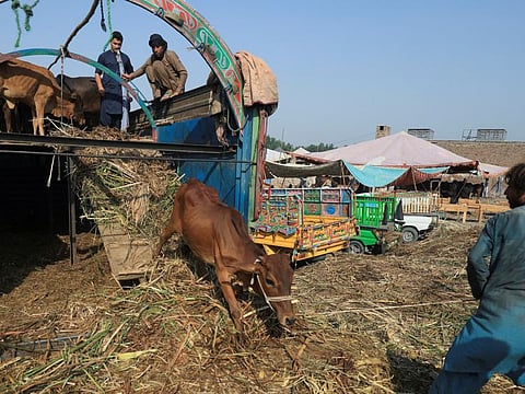 Men offload a sacrificial animal from a truck at a cattle market ahead of the Eid Al Adha in Peshawar, on June 19, 2023.  