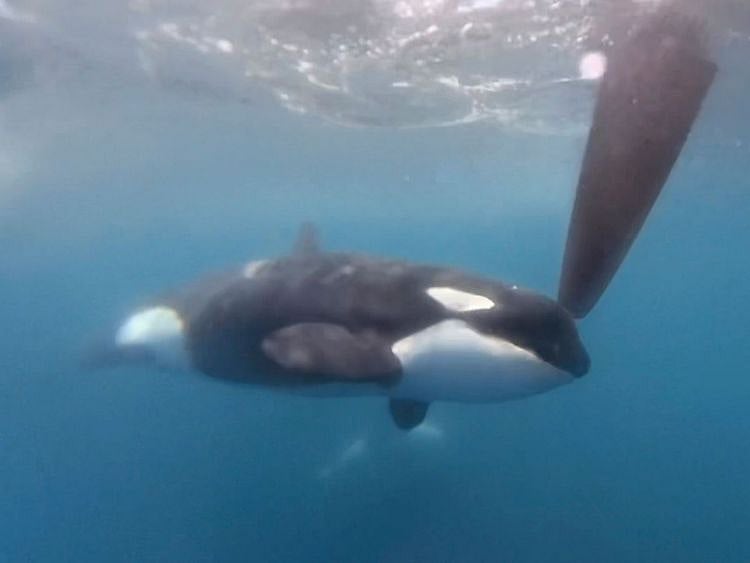 Orcas Spain boat race