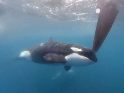 In a image from video provided by The Ocean Race, an orca moves along a rudder of the Team JAJO entry in The Ocean Race on Thursday, June 22, 2023