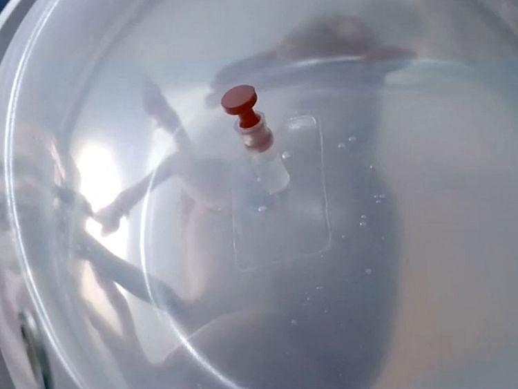 A premature lamb fetus 