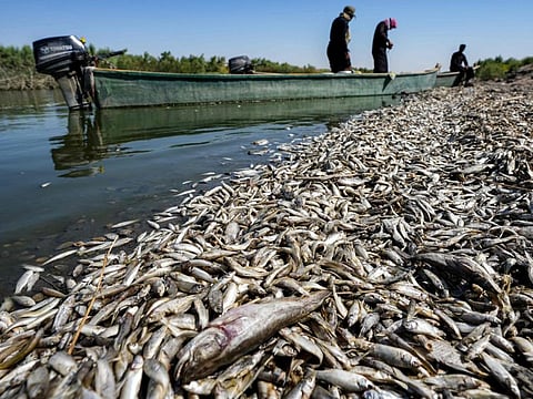 Fishermen stand in a boat as they inspect thousands of dead fish floating by the bank of the Amshan river, which draws its water from the Tigris, in Iraq's southeastern Maysan governorate on July 3, 2023.  