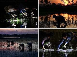 Photos: Vietnam farmers planting in the dark as heatwave looms