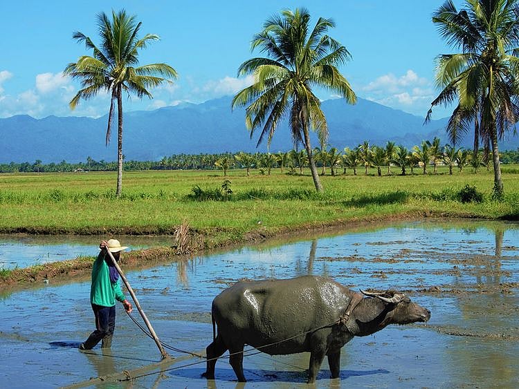 Pexels Philippines farmer stock