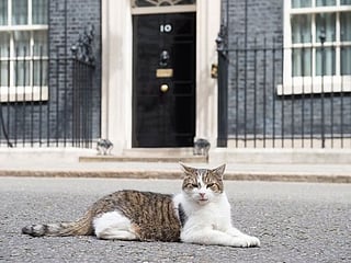 Look: Meet the cat who greets world leaders at 10 Downing Street