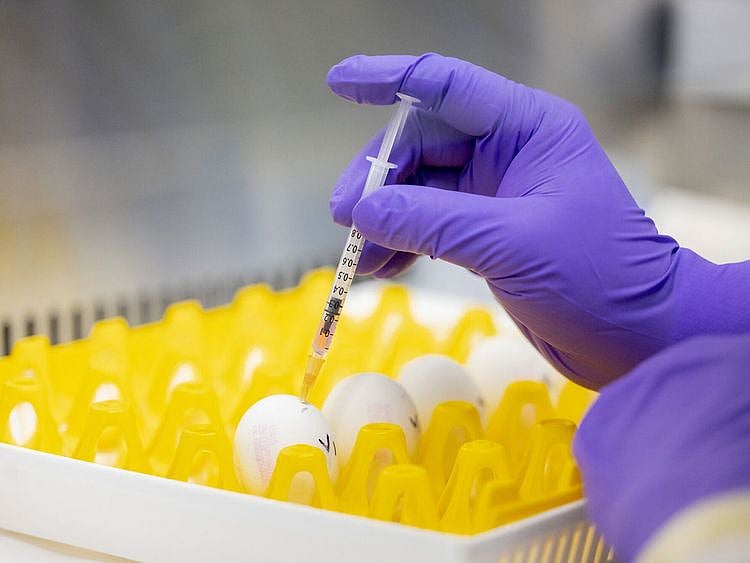 bird flu stock