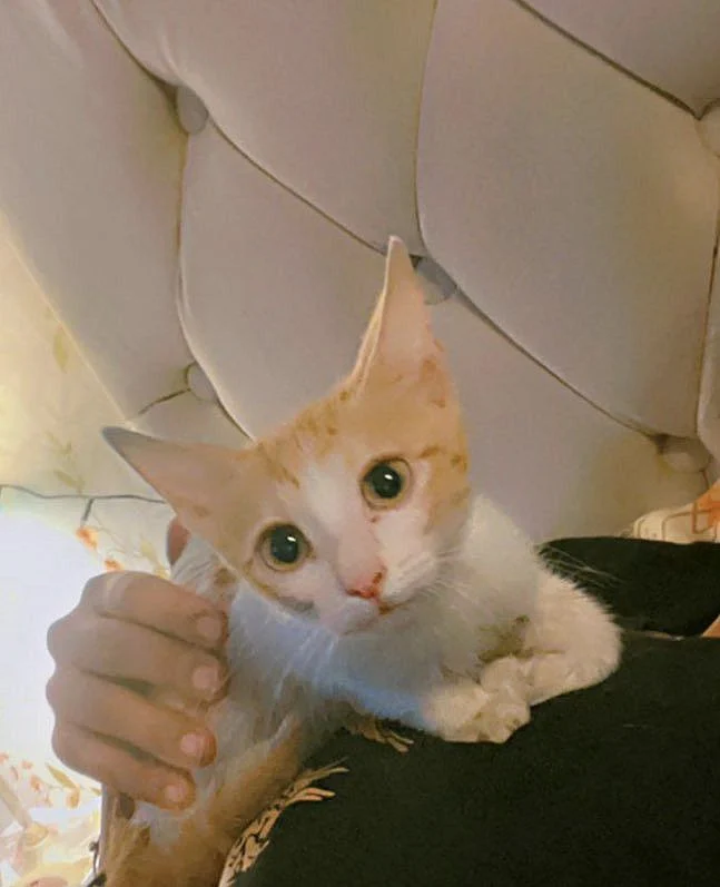 cat saved-1689418633435