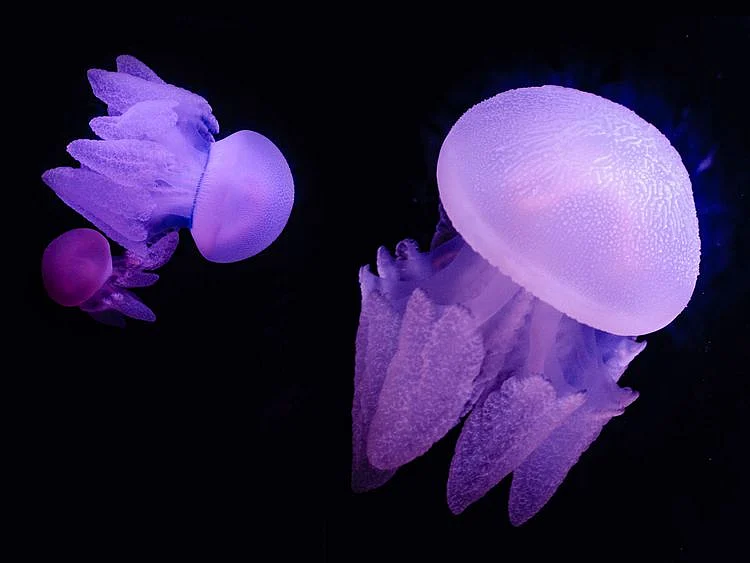 National Aquarium abu dhabi jellyfish blue blubber