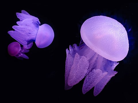 The jellyfish exhibit at The National Aquarium opened on July 15