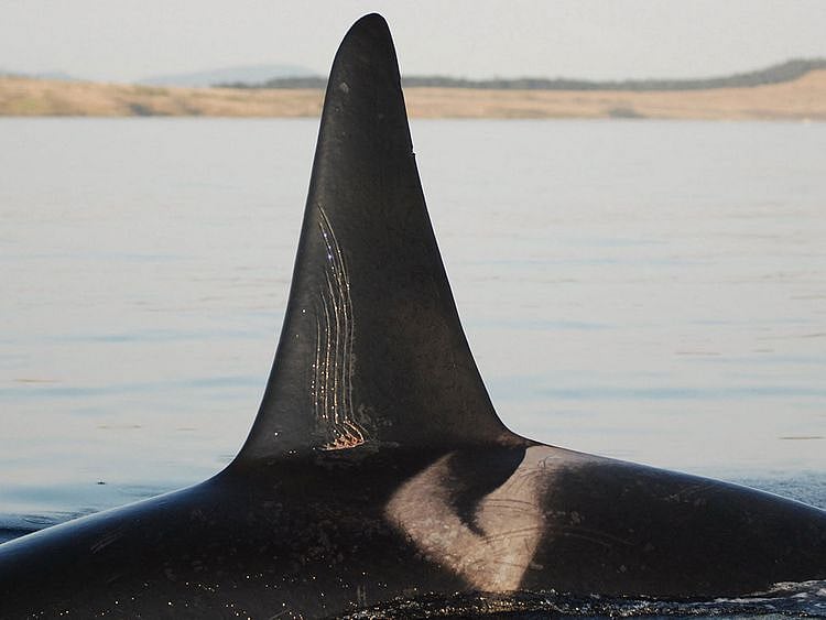 20230720 killer whales