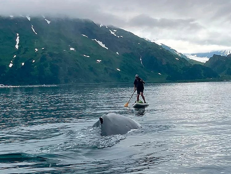 In this photo provided by Brian Williams, a whale approaches his father, Kevin Williams, while he was paddleboarding in Prince William Sound near Whittier, Alaska.  
