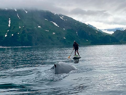 In this photo provided by Brian Williams, a whale approaches his father, Kevin Williams, while he was paddleboarding in Prince William Sound near Whittier, Alaska.  