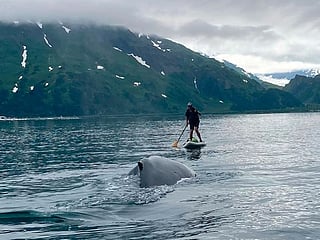 See how an Alaska paddleboarder escaped a close encounter with a humpback whale