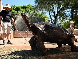 Look: At sweltering Phoenix Zoo, showers for owls and icy treats for monkeys 
