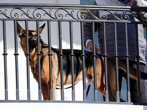President Joe Biden's dog Commander looks out from the balcony during a pardoning ceremony for the national Thanksgiving turkeys at the White House in Washington, Nov. 21, 2022. 