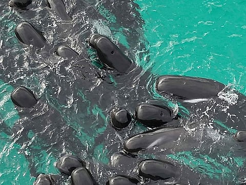 A pod of long-finned pilot whales gather closely near Cheynes Beach east of Albany, Australia, on Tuesday, July 25, 2023. 