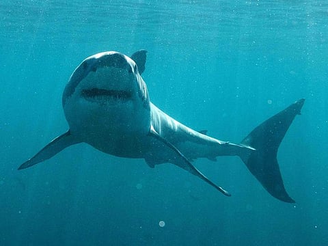This image released by Discovery shows a great white shark in a scene from "Jaws in the Shallows," premiering July 27 as part of Discovery's Shark Week.