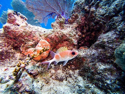 A Longspine squirrelfish (Holocentrus rufus) swims around a coral reef in Key West, Florida. Shallow waters off south Florida topped 100 degrees Fahrenheit (37.8C) for several hours on July 24, 2023.