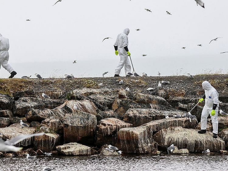 2023-07-28T074827Z_465973341_RC2A72ADHG68_RTRMADP_3_HEALTH-BIRDFLU-NORDICS-(Read-Only)