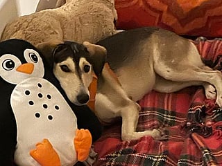 Operation Aurora: How a lost dog was reunited with foster family in Dubai after 3 weeks’ search  