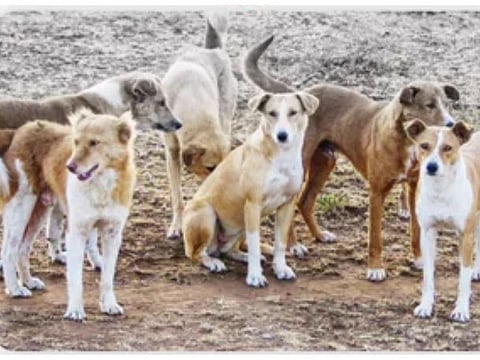 The Abu Dhabi Department of Municipalities and Transport (DMT) has launched an initiative aims to address the issue of stray dogs and promote responsible pet ownership in the emirate. File photo.