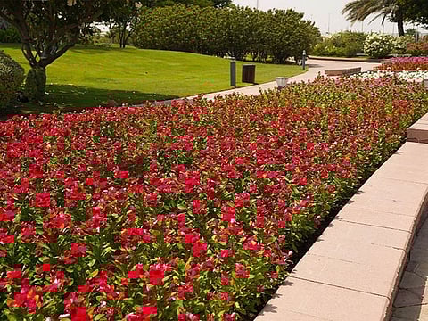 Abu Dhabi City Municipality says it has planted more than 5 million flowers this summer