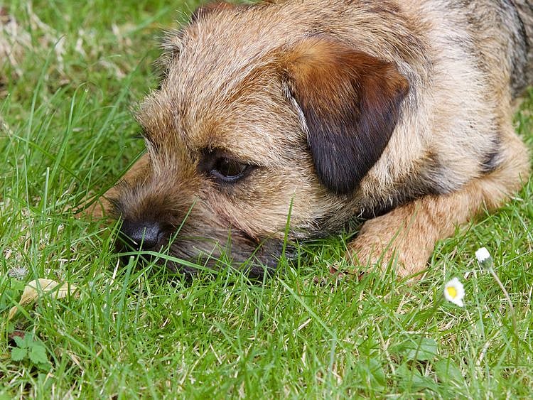 Border Terrier stock
