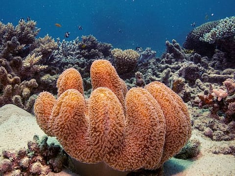 A colony of mushroom leather coral grows on the Great Barrier Reef off the coast of Cairns, Australia, on October 25, 2019. More than a quarter of sea life depends on reefs, and 1 billion humans need them and the creatures they support for food and livelihood. Reefs protect coastal settlements from storms and floods. 