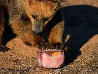 Photos: A Greek zoo serves up frozen meals to animals to help them beat the heat