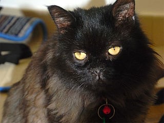 How Midnight, a cat missing for 16 months in Dubai, was reunited with his owners