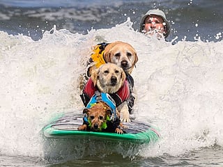 Look: Surfing dogs ride waves at World Dog Surfing Championships in Pacifica