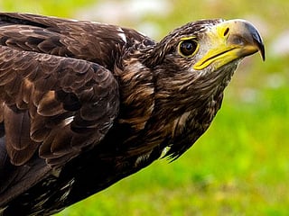 Photos: Scots train ancient dog breed to deter eagle attacks