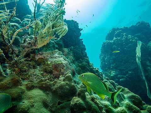 Shallow waters off south Florida topped 100 degrees Fahrenheit (37.8C) for several hours on July 24, 2023.