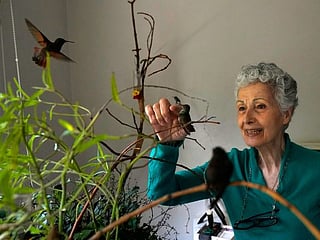 Photos: Ailing and baby hummingbirds nursed to health at woman’s apartment-turned-clinic in Mexico City