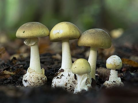 The death cap (Amanita phalloides) is a deadly poisonous mushroom that causes the majority of fatal mushroom poisonings.