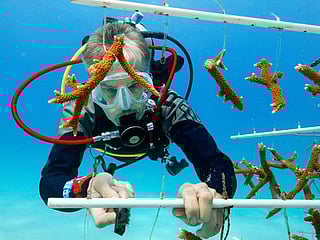 High ocean temperatures are harming the Florida coral reef. Rescue crews are racing to help