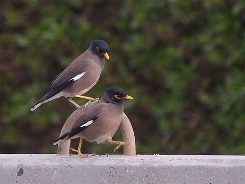  Although primarily native to South Asia, the Indian myna bird is often seen as an intruder on the Arab peninsula. 