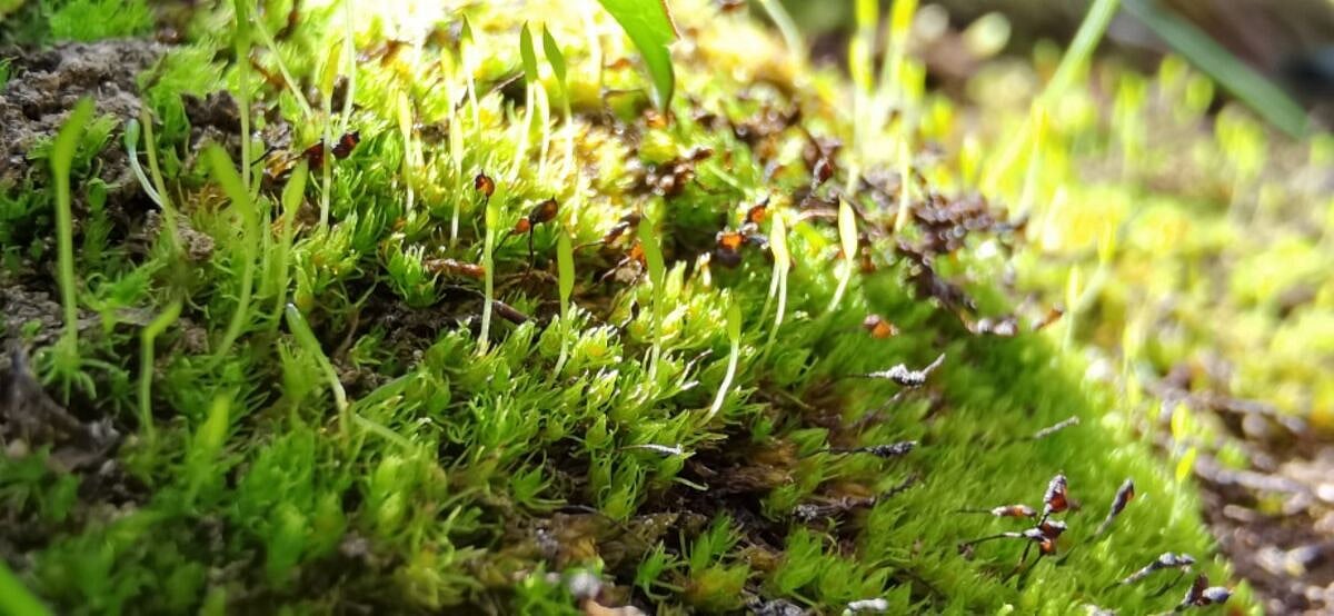 moss-1691670146911