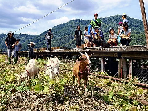 Goats feed on weeds near the former Iwamitsuga Station on the defunct JR Sanko Line in Misato, Shimane Prefecture. 