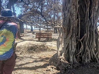 Hawaii wildfires in US: 150-year-old banyan tree among Maui landmarks damaged