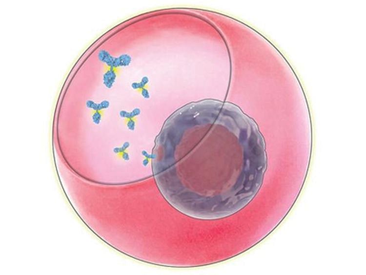 Scientists spot genes linked to high production of key antibody